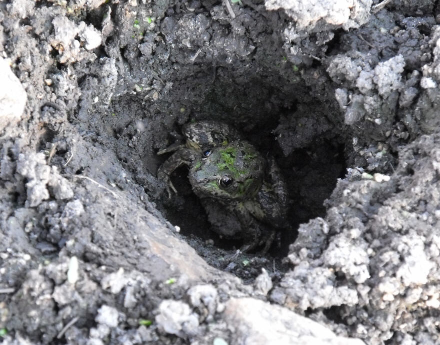 Pelophylax sp. (Sicilia)